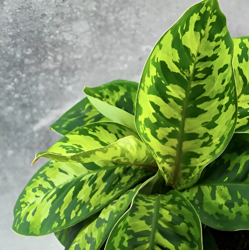 Хомаломена Камуфляж (Homalomena Camouflage) D6см