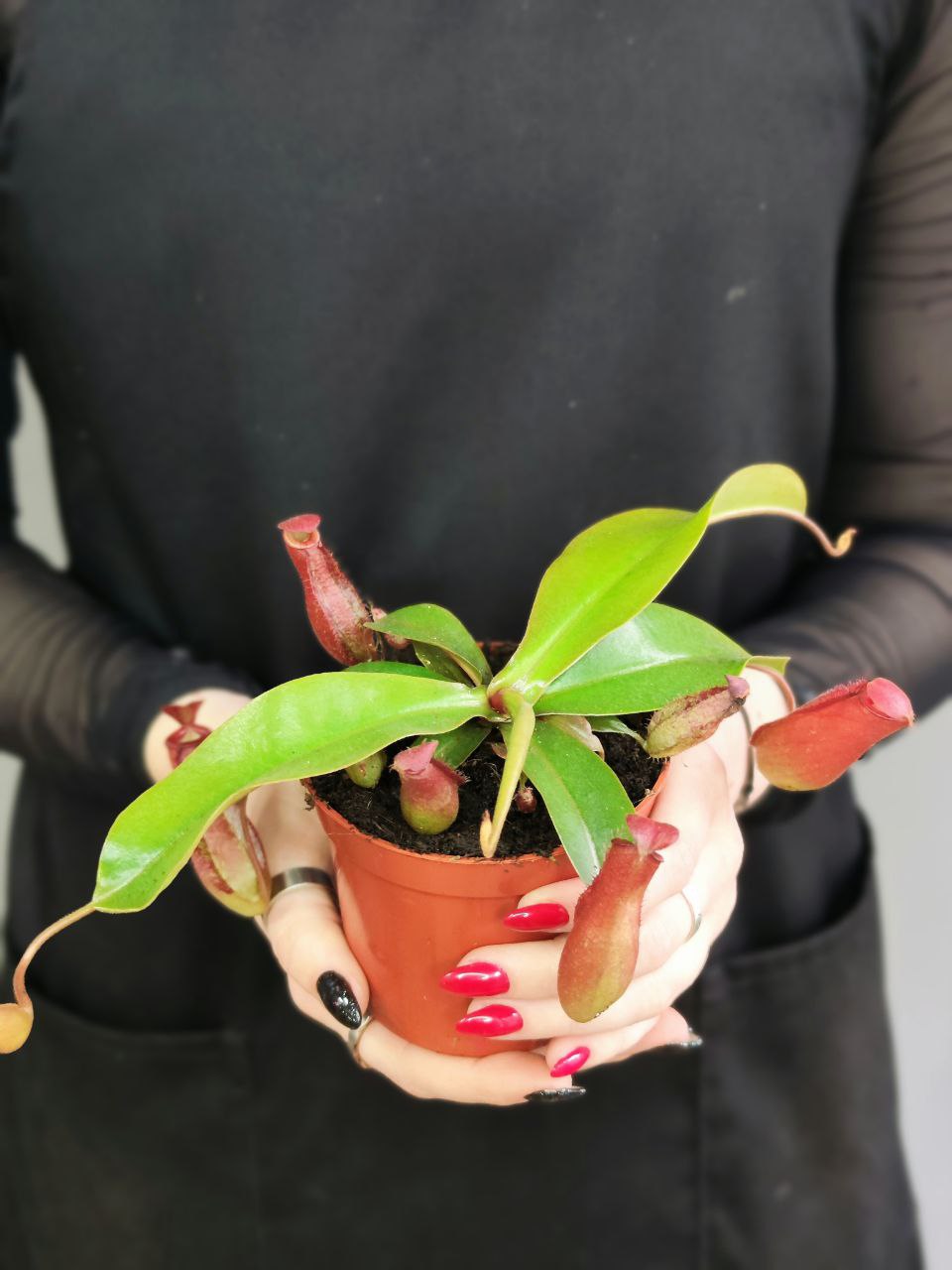 Непентес Кровавая Мэри (Nepenthes Bloody Mary) D9см