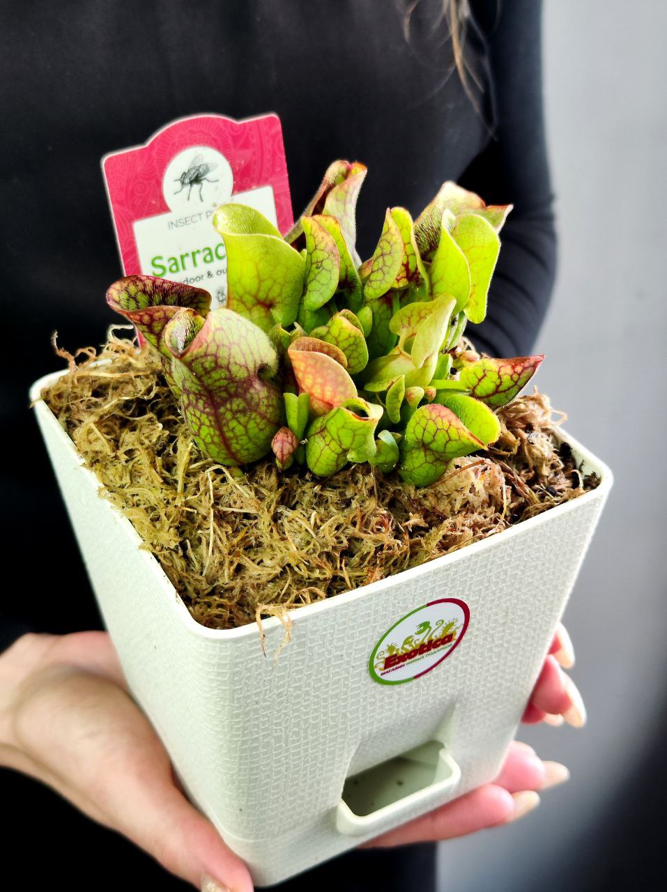 Саррацения Веноза Красная (Sarracenia Venosa Red) пересаженная D12см