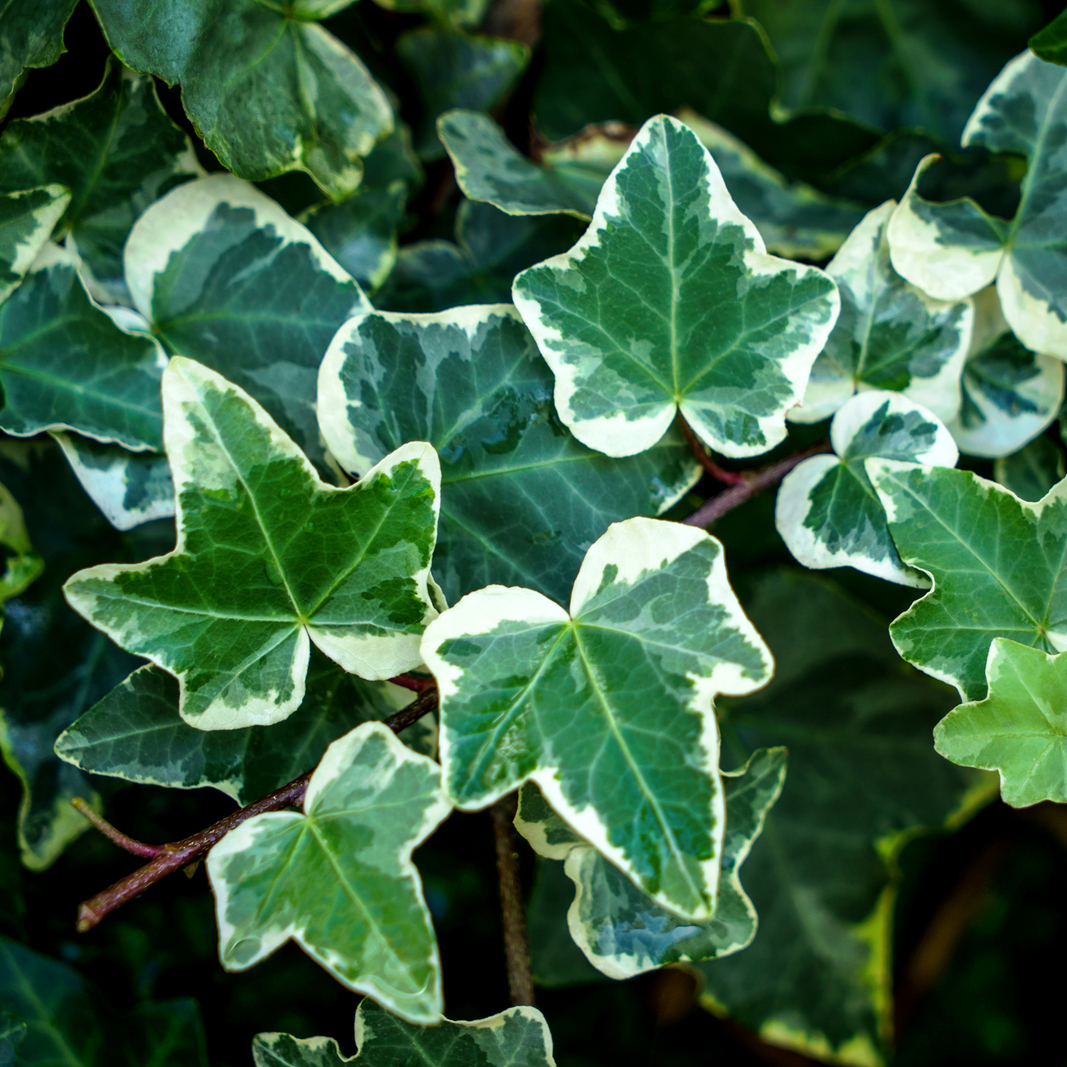 Хедера Хеликс Вариегата, Плющ (Hedera Helix Variegata) D6см