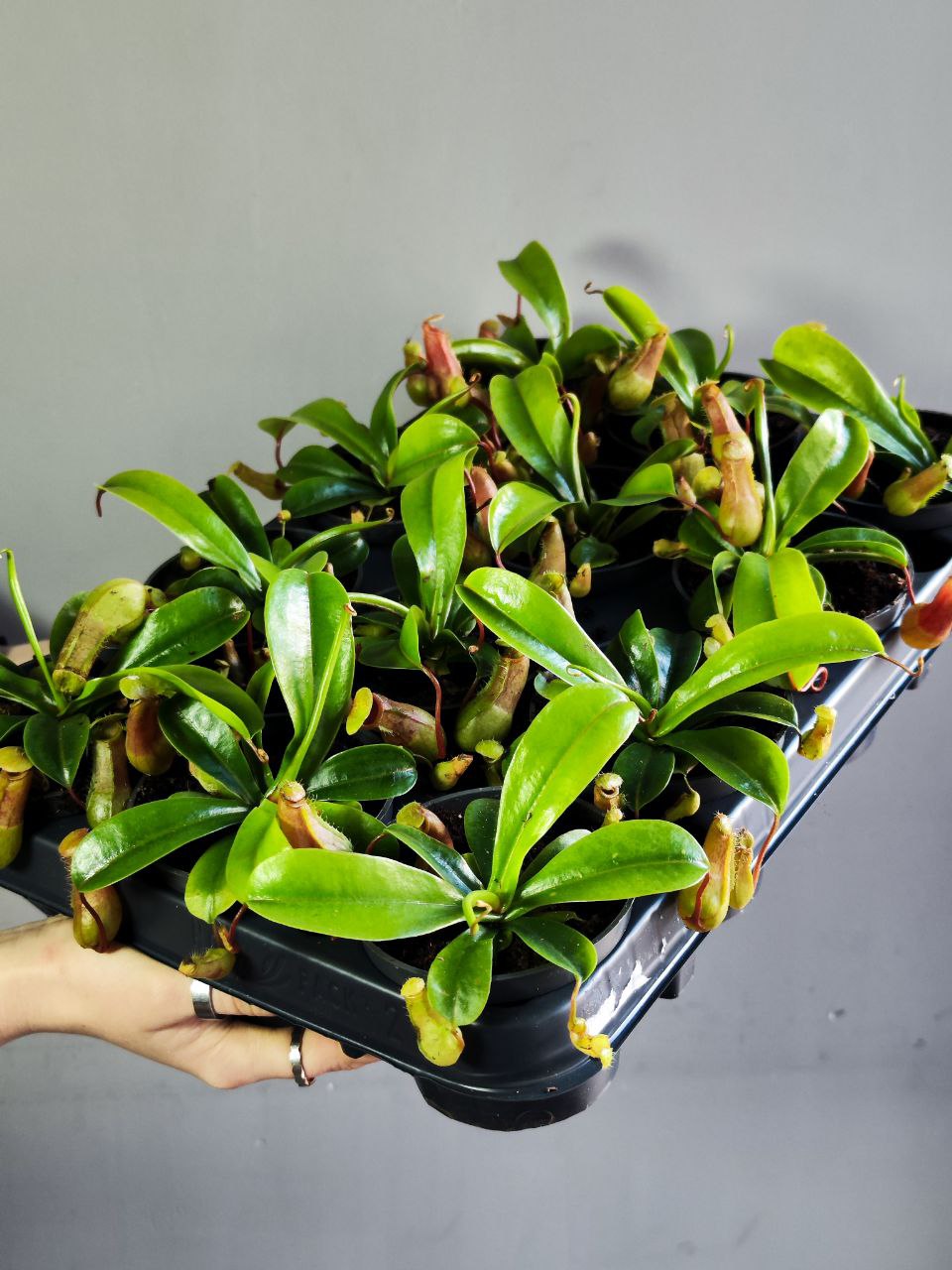 Непентес Луркей (Nepenthes Lourkei) D9см