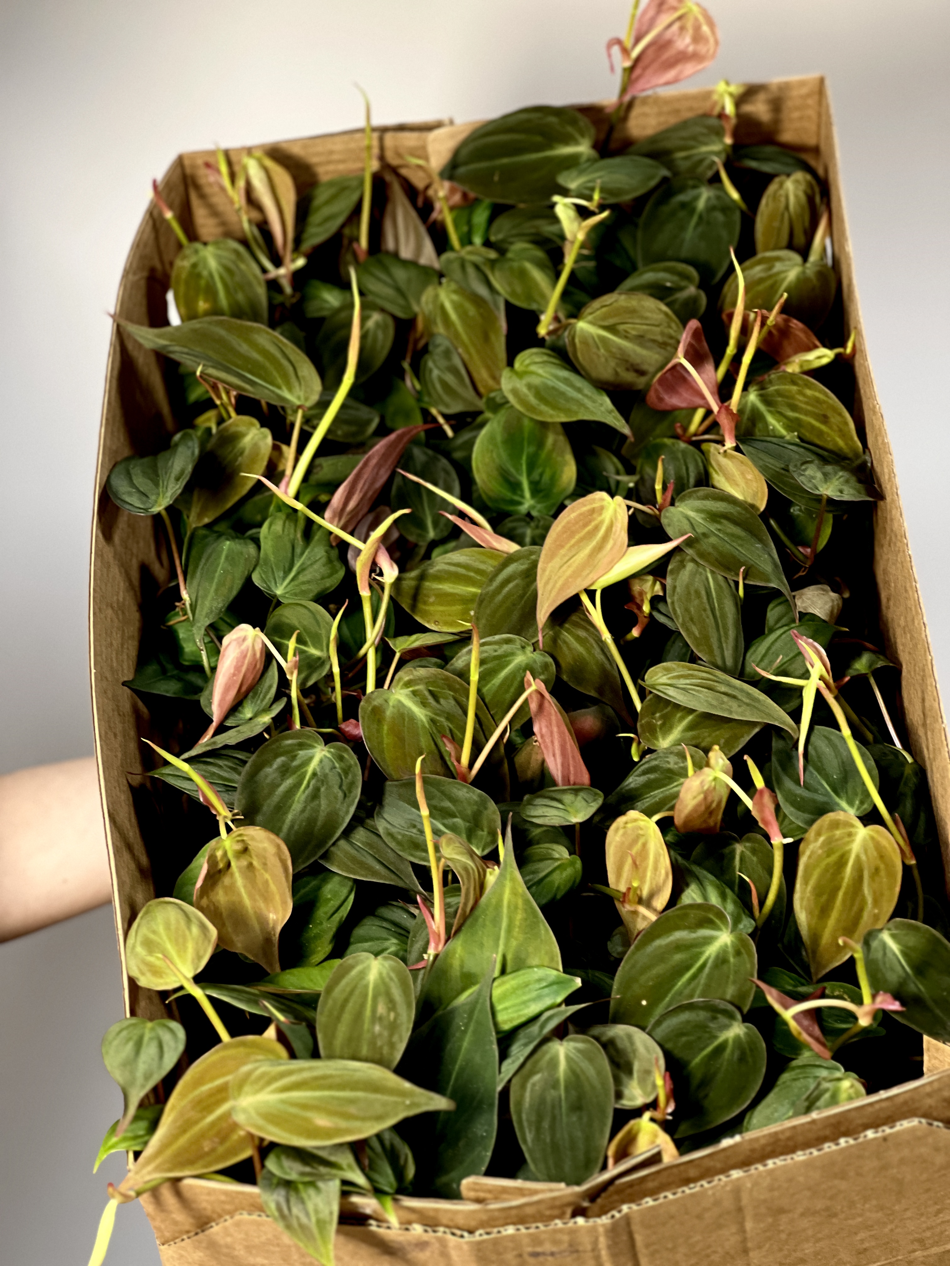 Филодендрон Сканденс Миканс (Philodendron Scandens Micans) D10см