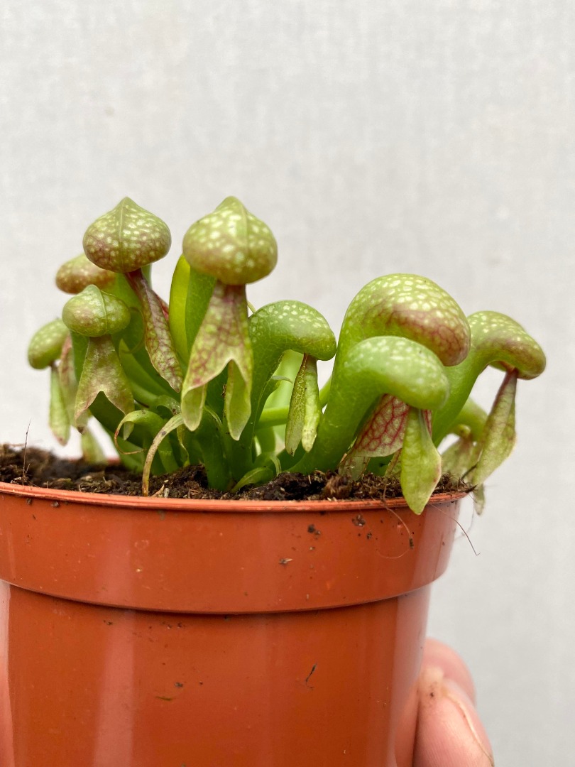 Дарлингтония Калифорнийская (Darlingtonia Californica) D9см