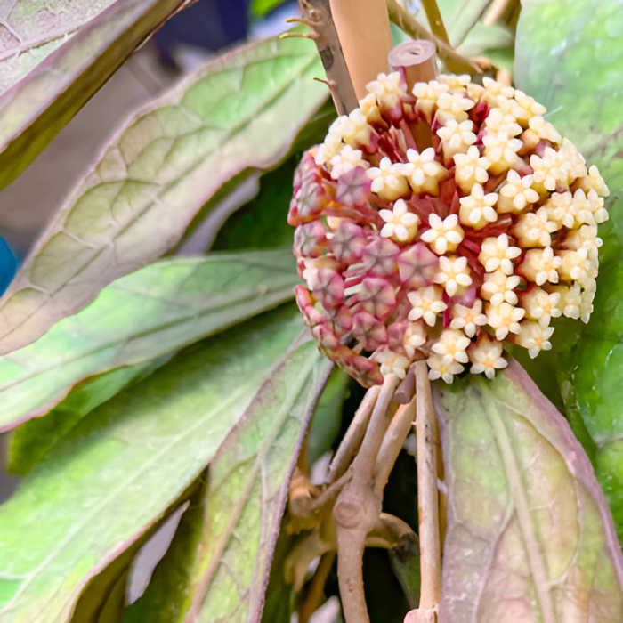 Хойя Клемензиорум Дарк Лиф (Hoya Clemensiorum Dark Leaf) D10см