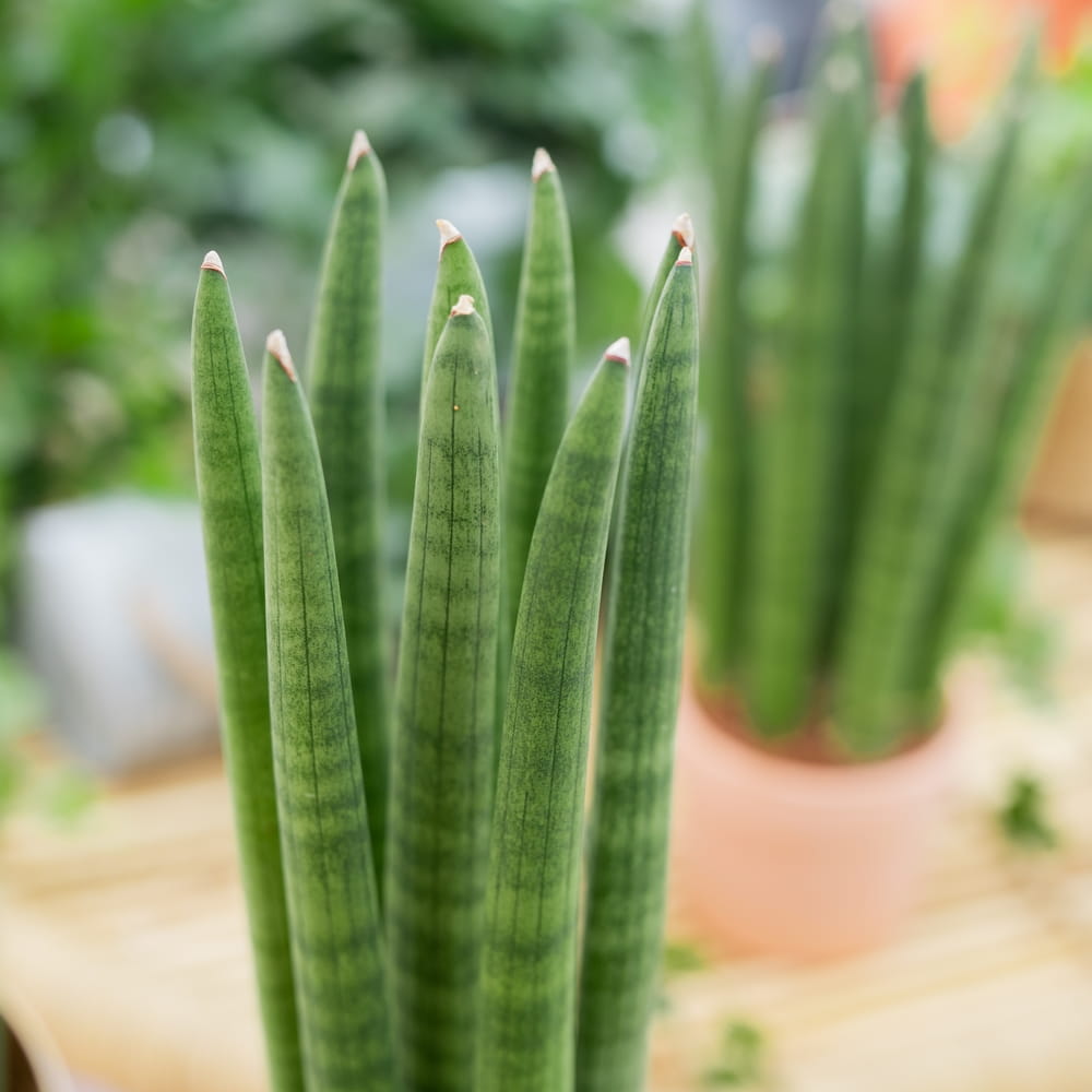 Сансевиерия Цилиндрика Стрейт (Sansevieria Cylindrica Straight) D6см