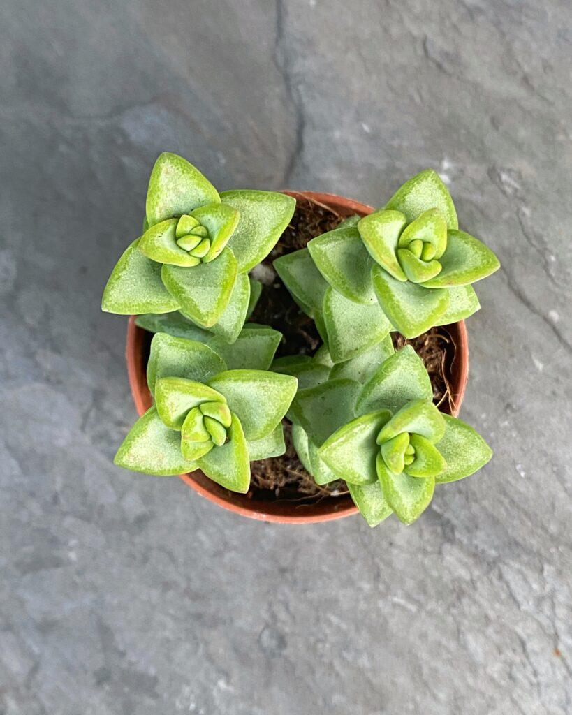 Крассула Рупестрис Грин (Crassula Rupestris Green) D5см