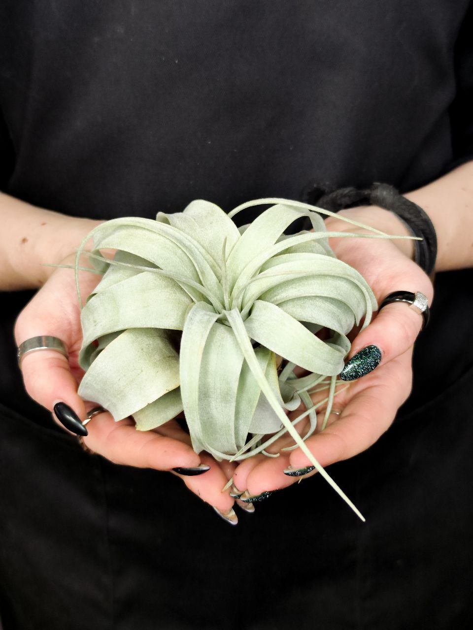 Тилландсия Ксерографика (Tillandsia Xerographica)