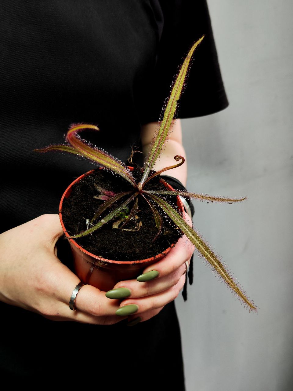 Росянка Адель (Drosera Adelae) D9см