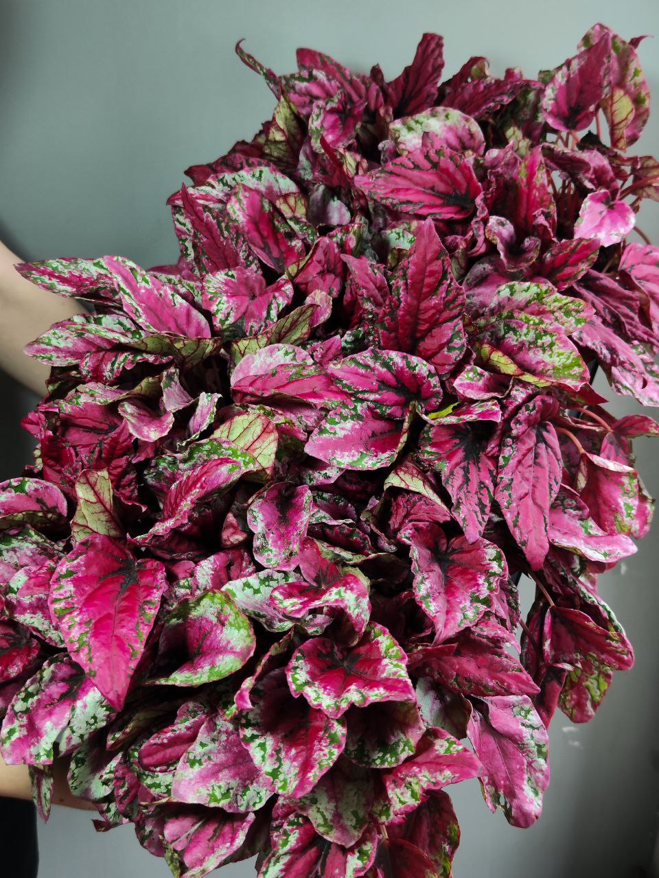 Бегония Рекс Мауи Сансет (Begonia Rex Maui Sunset) D12см