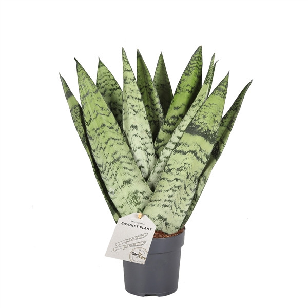 Сансевиерия Зейланика Фан (Sansevieria Zeylanica Fan) D6см