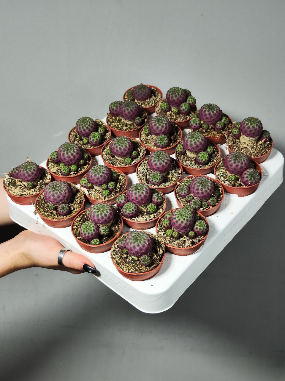 Сулькоребуция Рауша Фиолетовая (Sulcorebutia Rauschii Violet) D5см
