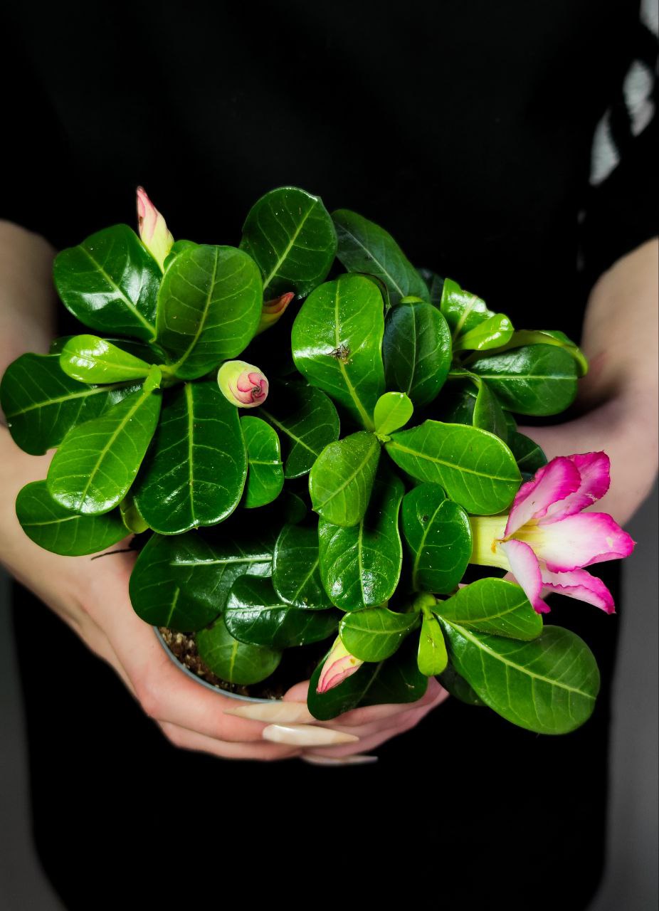 Адениум Тучный Пинк Стар (Adenium Obesum Pink Star) D9см