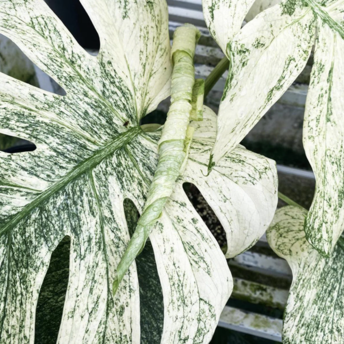 Монстера Вайт Монстер (Monstera White Monster) D6см