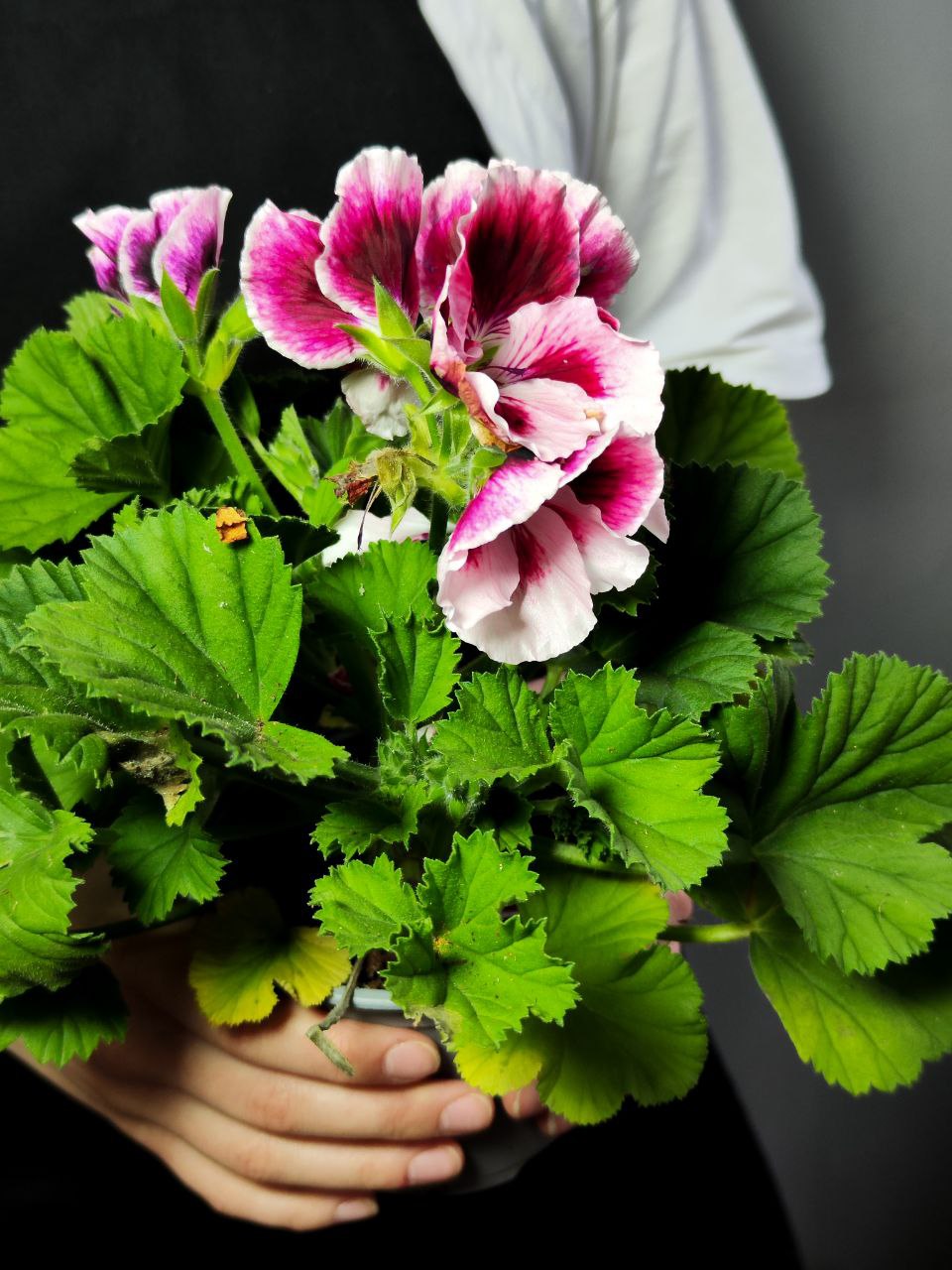 Герань, или Пеларгония Крупноцветковая (Pelargonium Grandiflorum) D12см