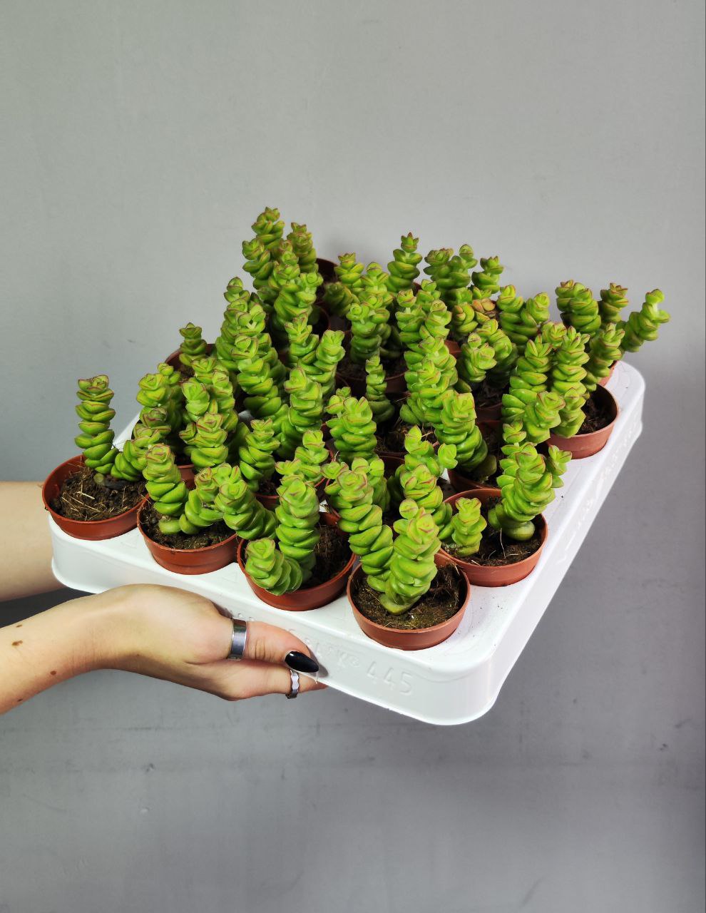 Крассула Марнириана Джейд (Crassula Marnieriana Jade) D5см