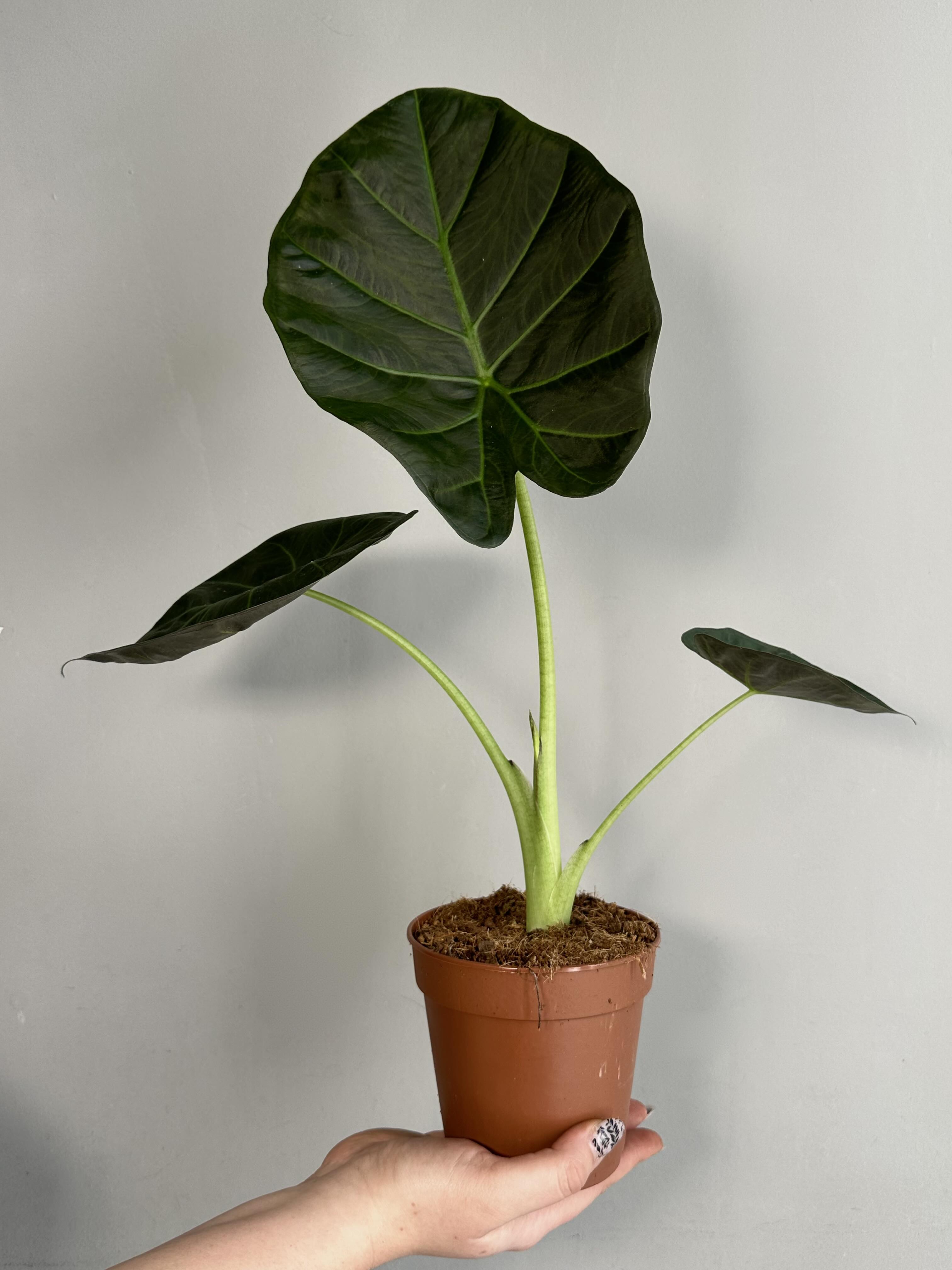 Алоказия Регал Шилдс (Alocasia ‘Regal Shields) D12см