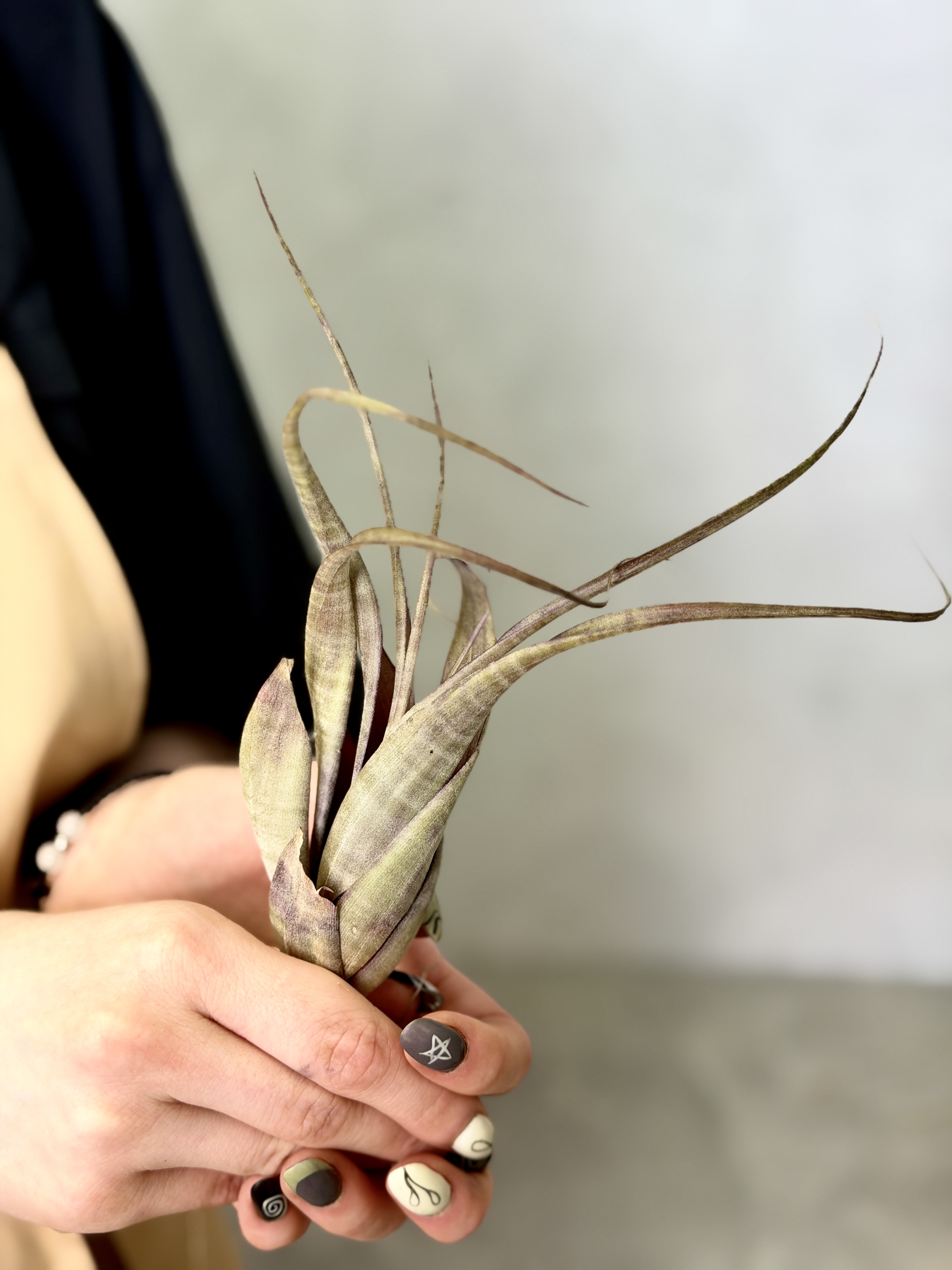 Тилландсия Флексуоза Багамы (Tillandsia Flexuosa Bahamas)