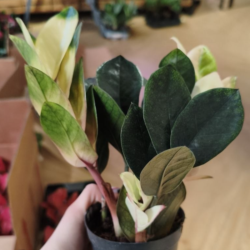 Замиокулькас Китайский Гибрид (Zamioculcas Chinese Hybrid) D9см
