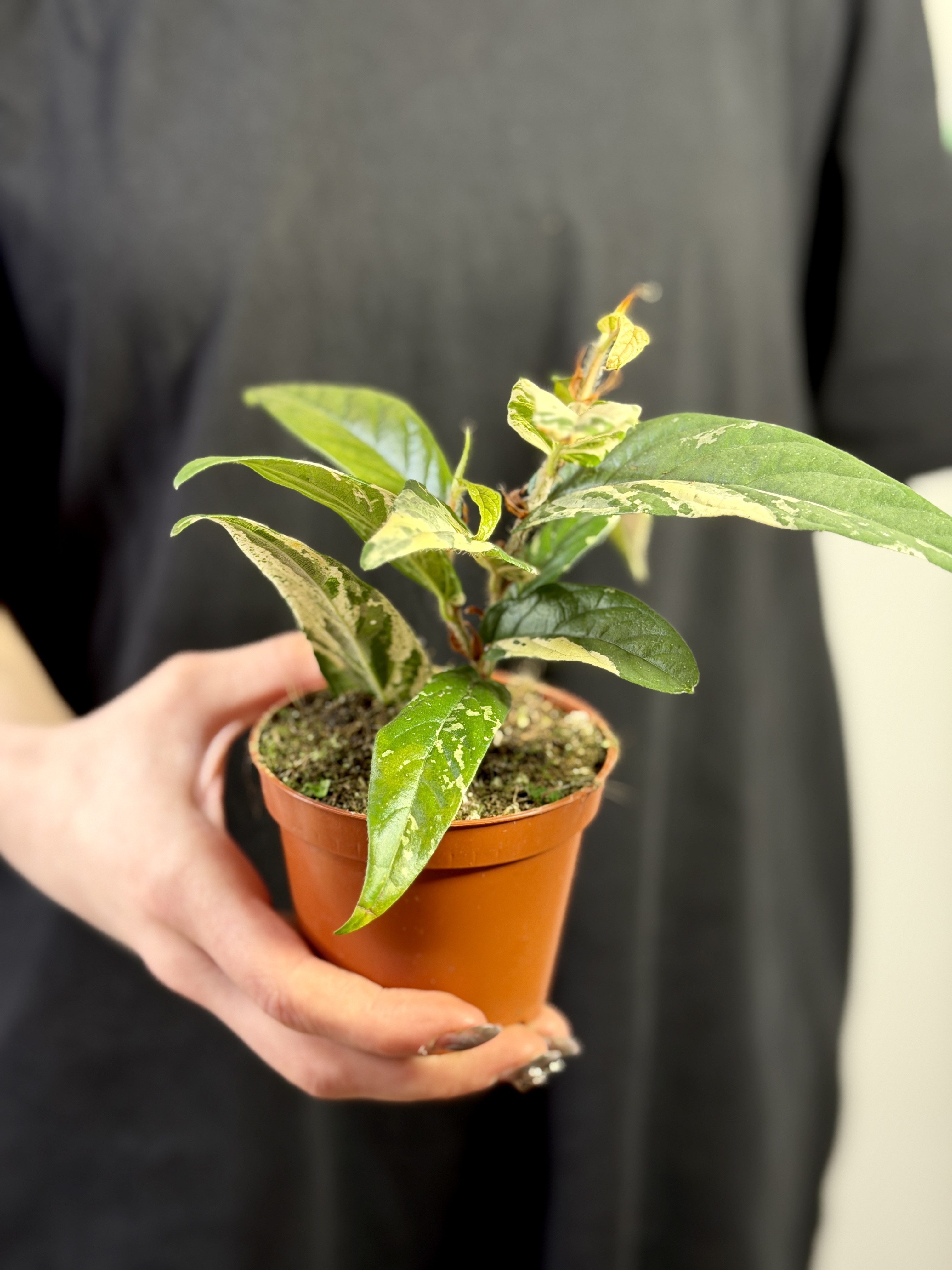 Фикус Сагитата Вариегата Пинк (Ficus Sagittata Variegata Pink) D9см