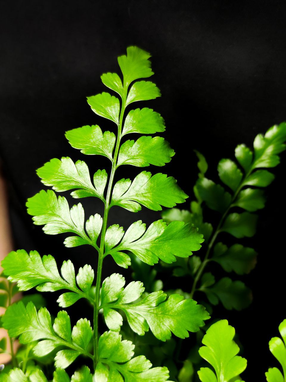 Папоротник Асплениум Парвати (Asplenium Dimorphum Parvati) D11см