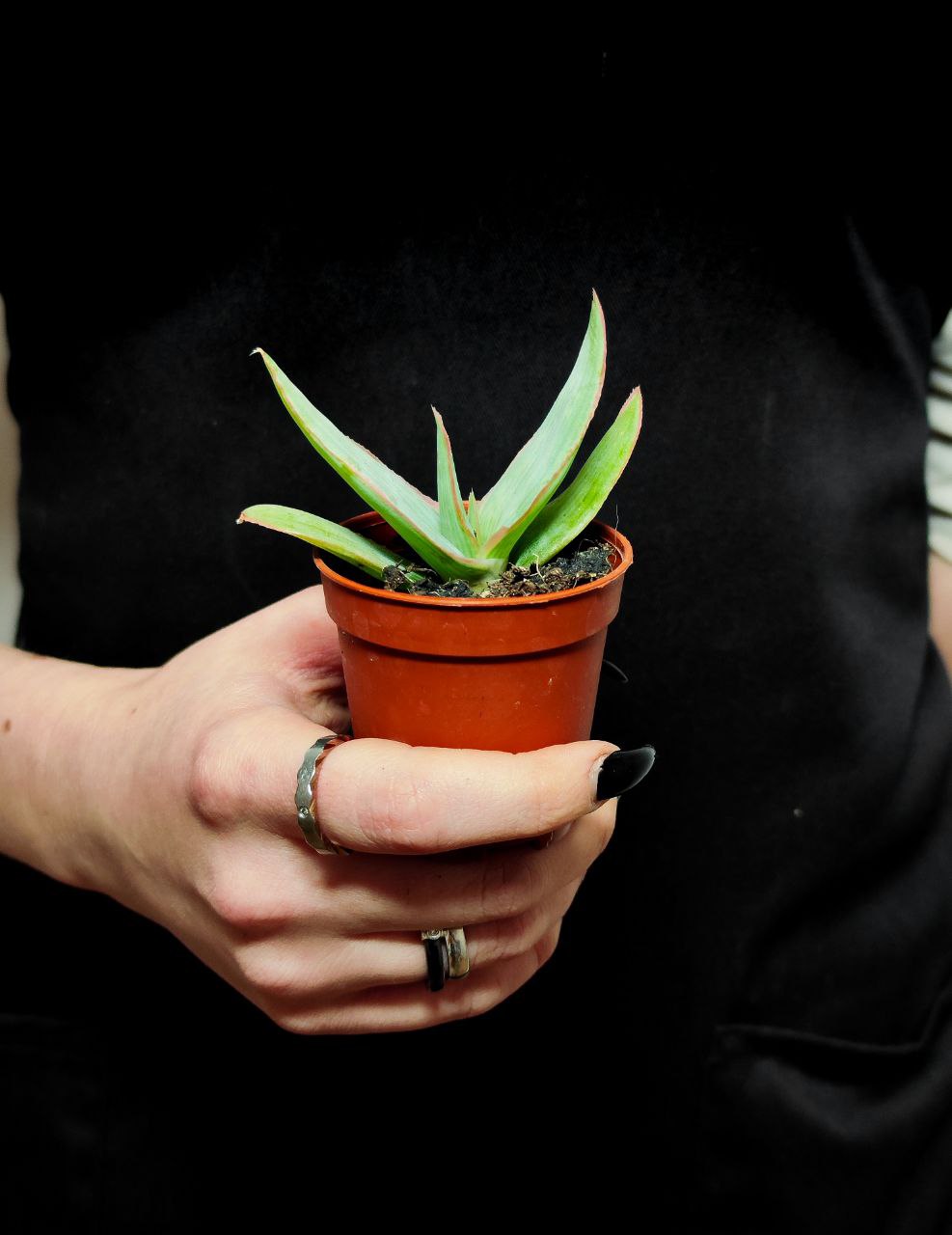 Алоэ Стриата (Aloe Striata) D5см