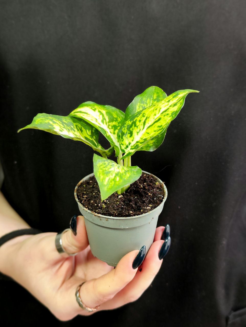Диффенбахия Макулата Ами (Dieffenbachia Maculata Amy) D6см