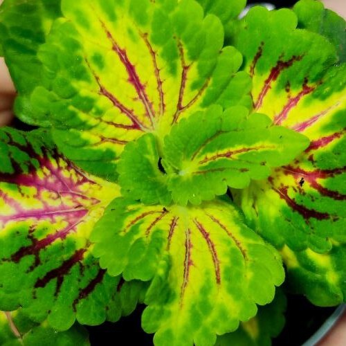 Колеус Санни (Coleus Sunny) D6см