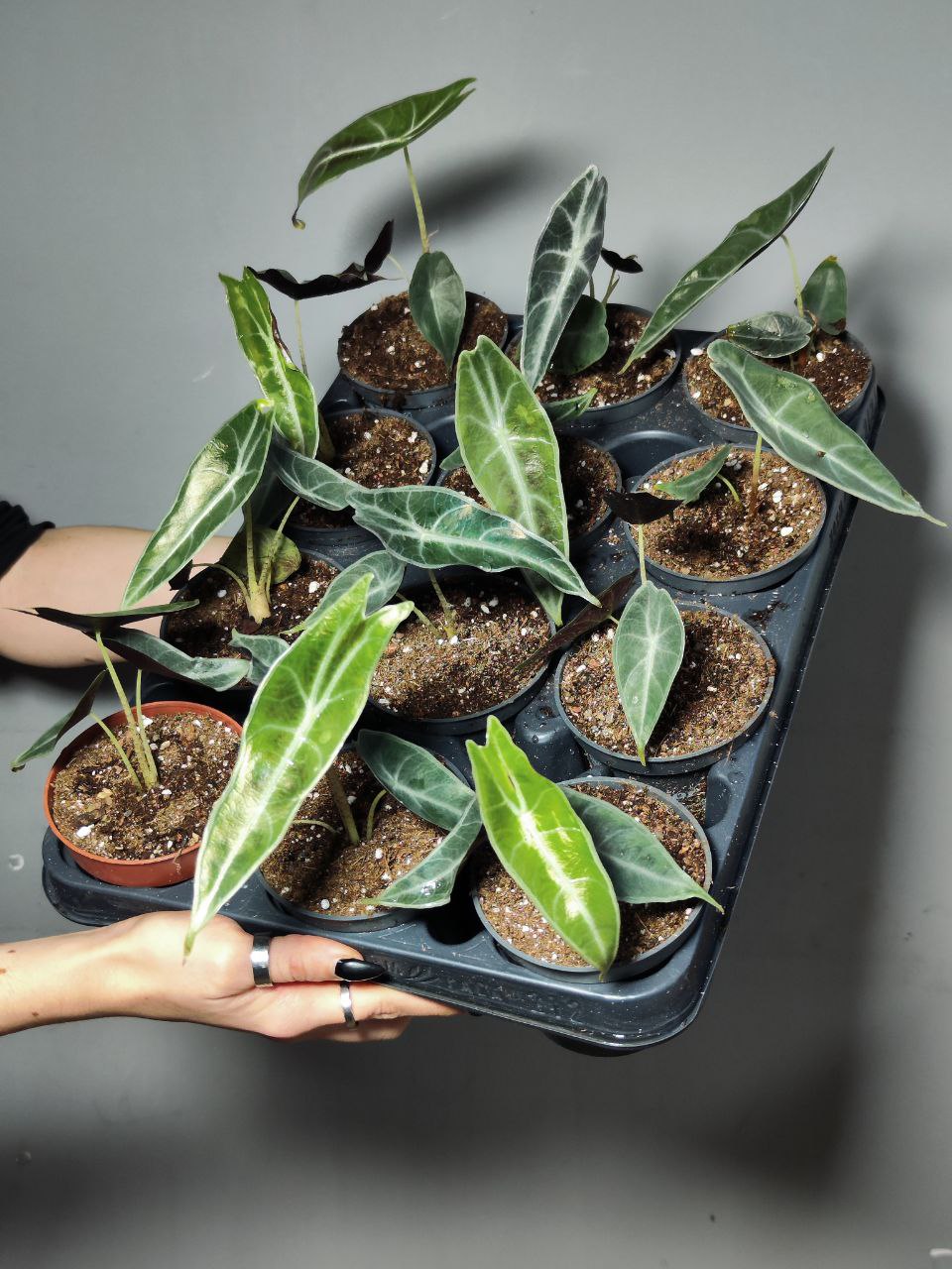 Алоказия Лонгилоба Пурпл (Alocasia Longiloba Purple) D10см
