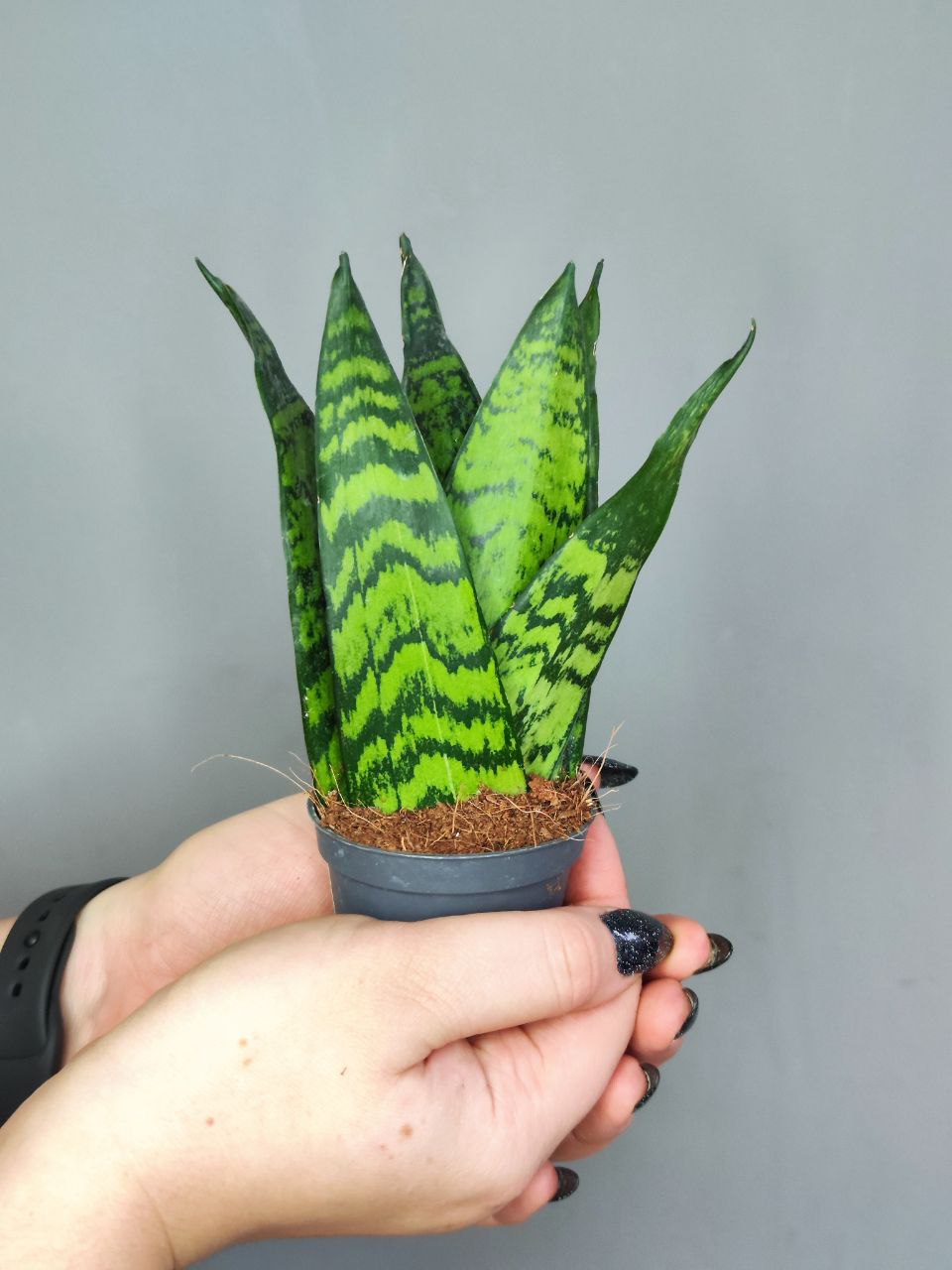 Сансевиерия Зейланика Фан (Sansevieria Zeylanica Fan) D6см