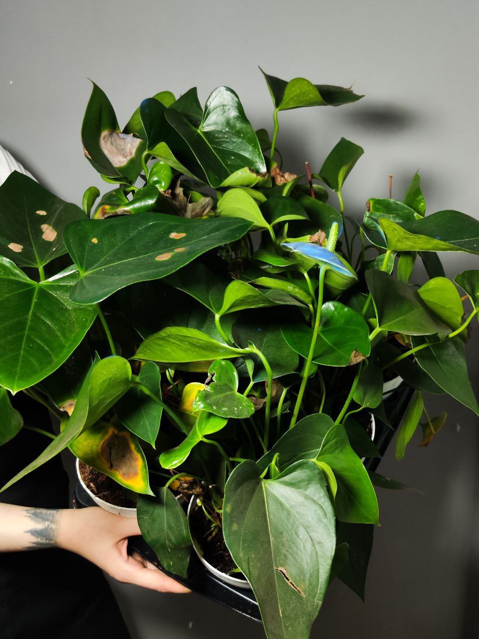 Антуриум Микс УЦЕНКА (Anthurium Mix) D12-14см