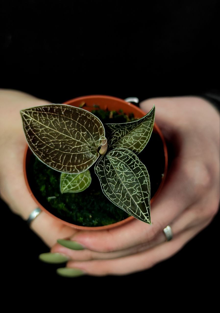 Орхидея Драгоценная Карма Оникс (Jewel Orchid Karma Onyx) D7см