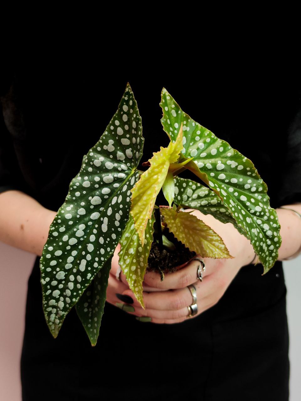 Бегония Пятнистая Сильвер Спот (Begonia Maculata Silver Spotted) D6см