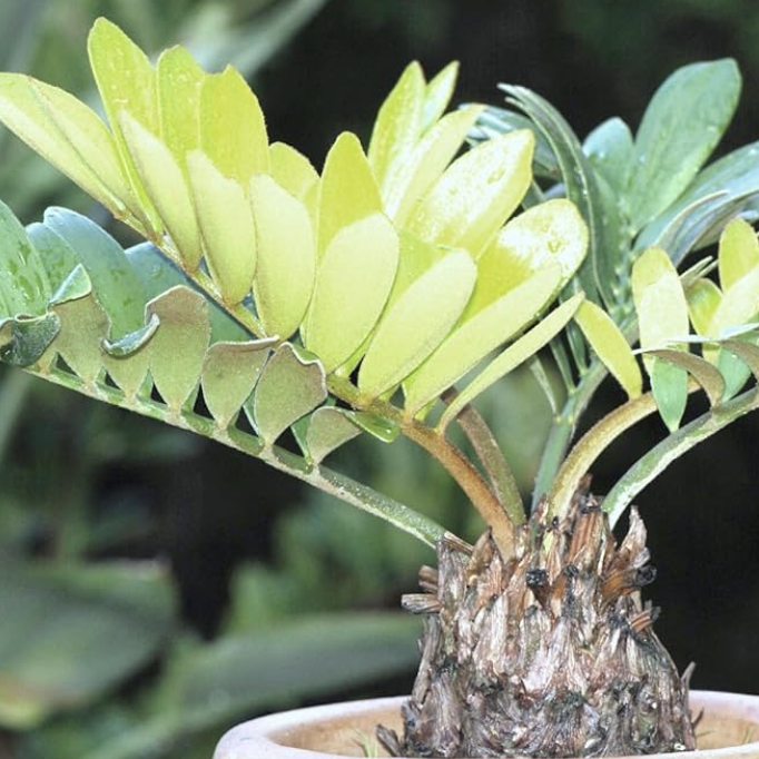 Замия Фурфурацея (Zamia Furfuracea) D6см