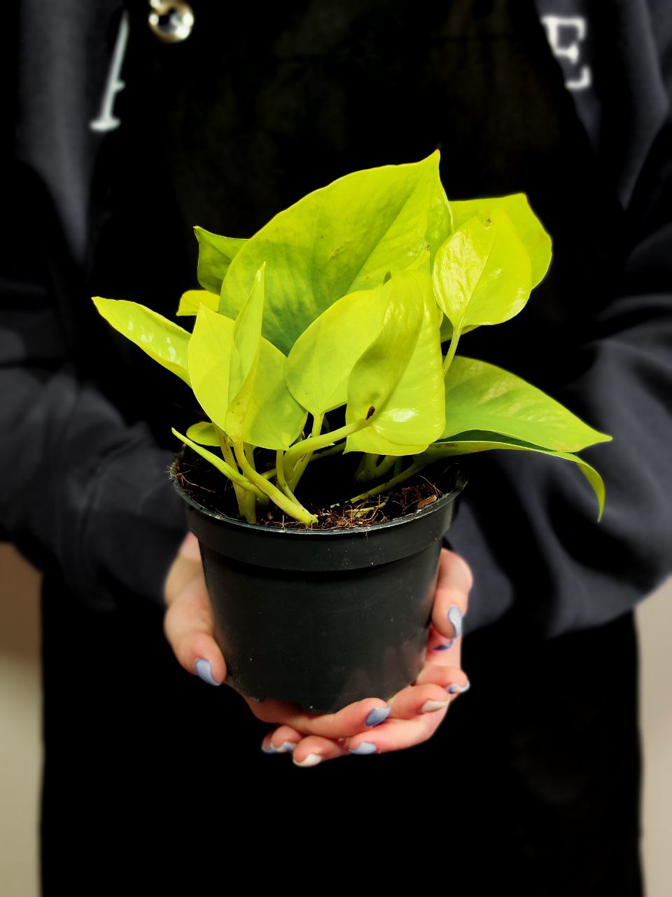Эпипремнум Голден Потос, Сциндапсус (Epipremnum Golden Pothos) D12см