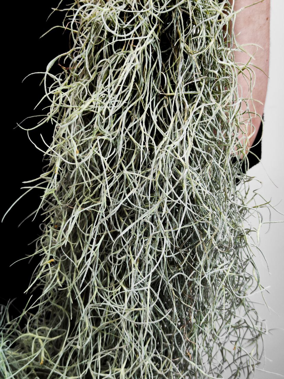 Тилландсия Уснеевидная XL (Tillandsia Usneoides)