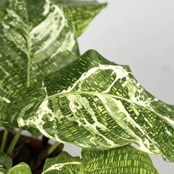Калатея Мозаика Вариегата, или Нетворк Мозаичная (Calathea Musaica Variegata) D10см