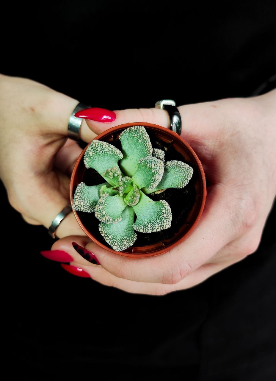 Титанопсис Калькарея Одиночный (Titanopsis Calcarea) D5см
