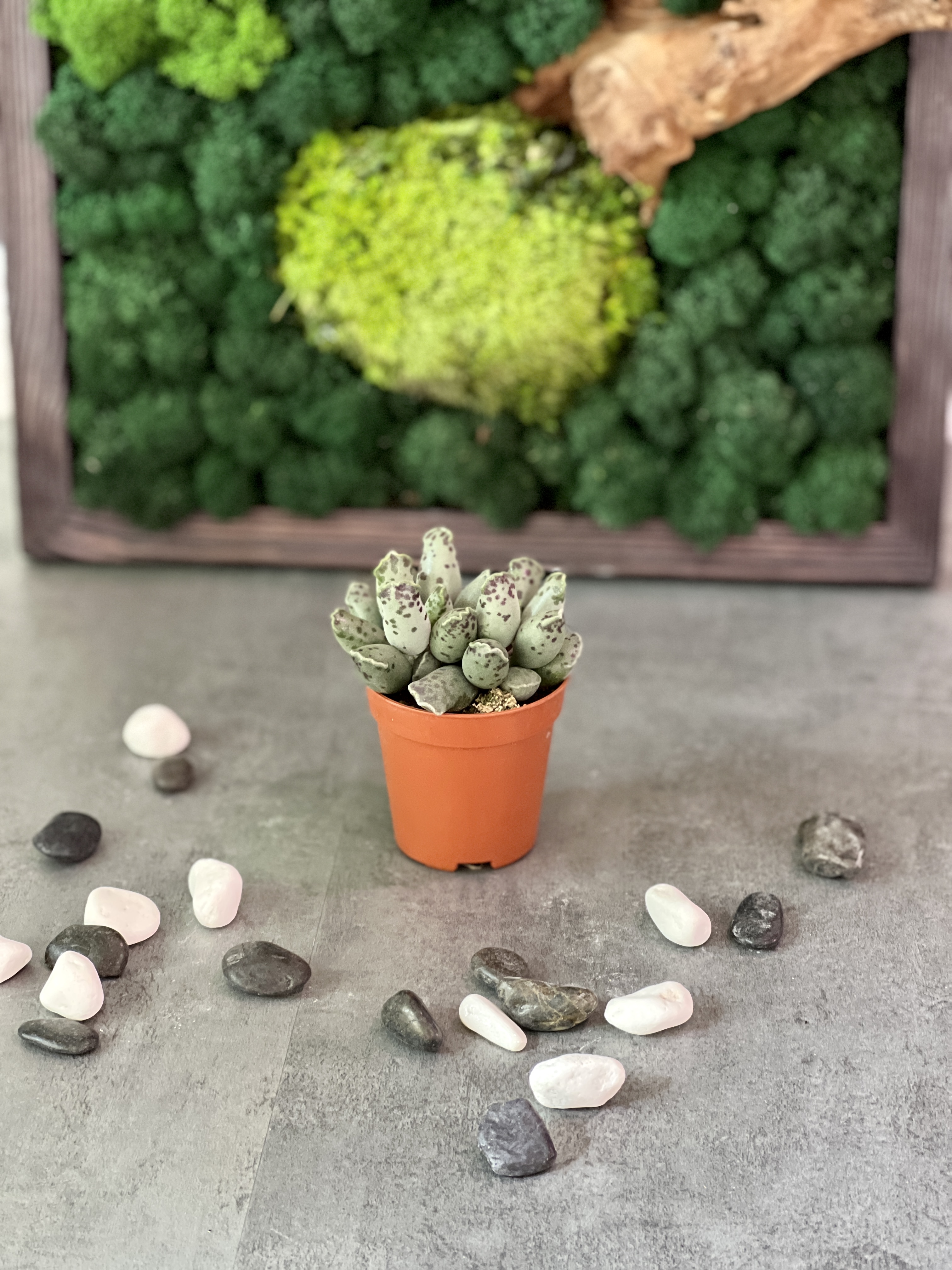 Адромискус Грей (Adromischus Grey) D5см