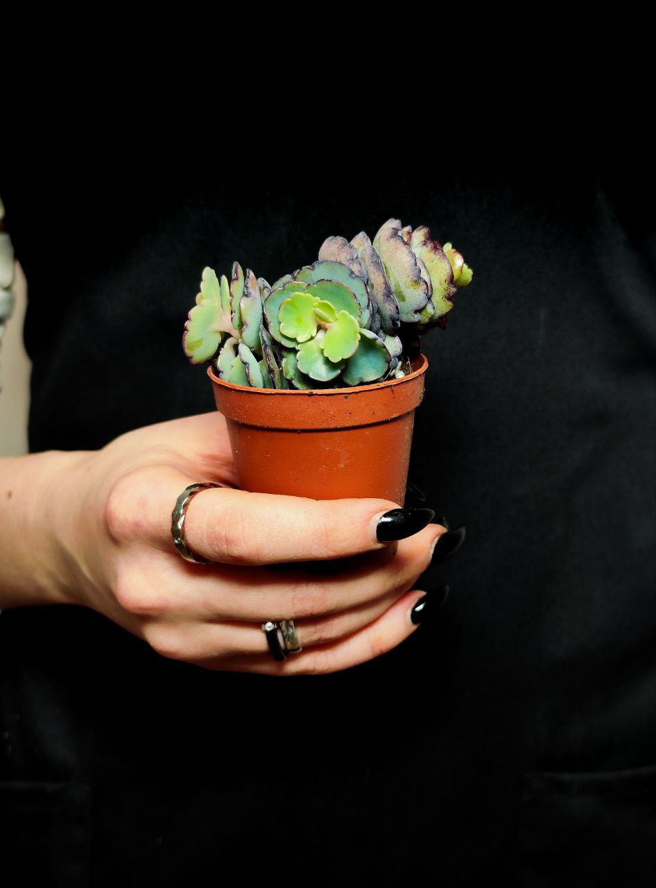 Каланхоэ Лаксифлора (Kalanchoe Laxiflora) D5см