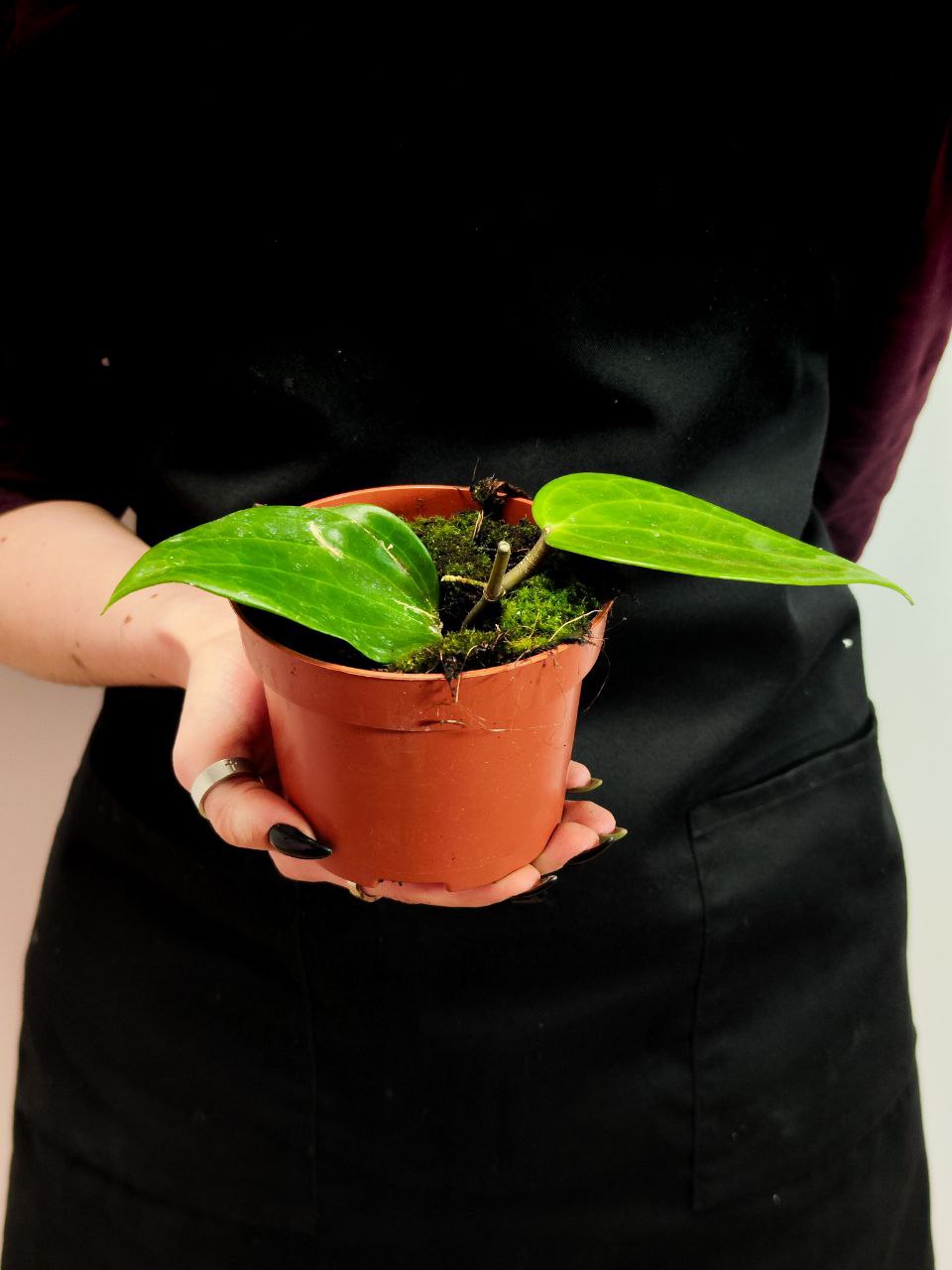 Хойя Латифолия Грин (Hoya Latifolia Green) D10см
