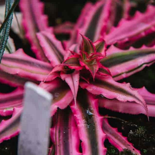 Криптантус Рубин Стар (Cryptanthus Rubin Star) D5см