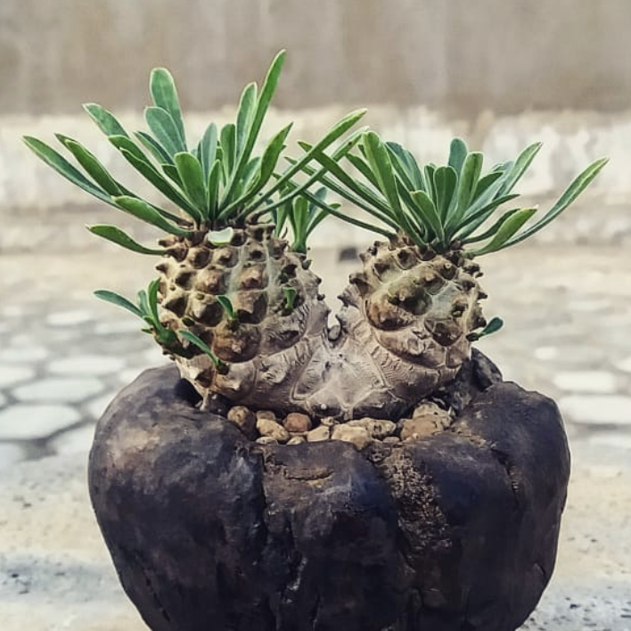 Эуфорбия Японика, или Молочай Японский (Euphorbia Japonica) D6см
