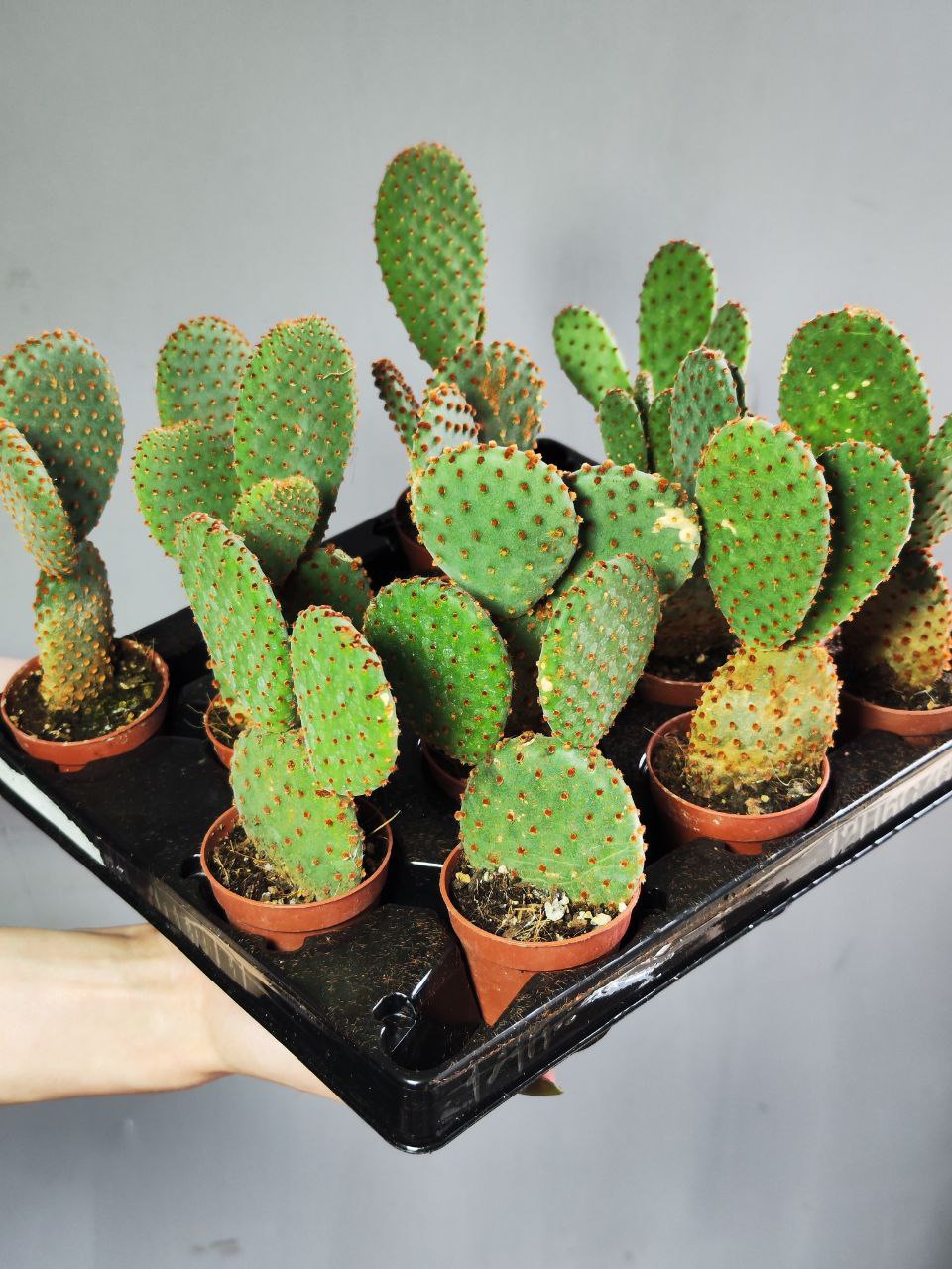Опунция Микродасус Руфида (Opuntia Microdasys Rufida) D6см