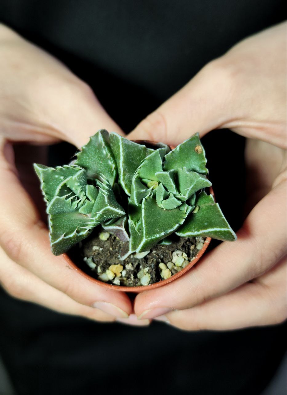 Фаукария Тигровая (Faucaria Tigrina) D5см