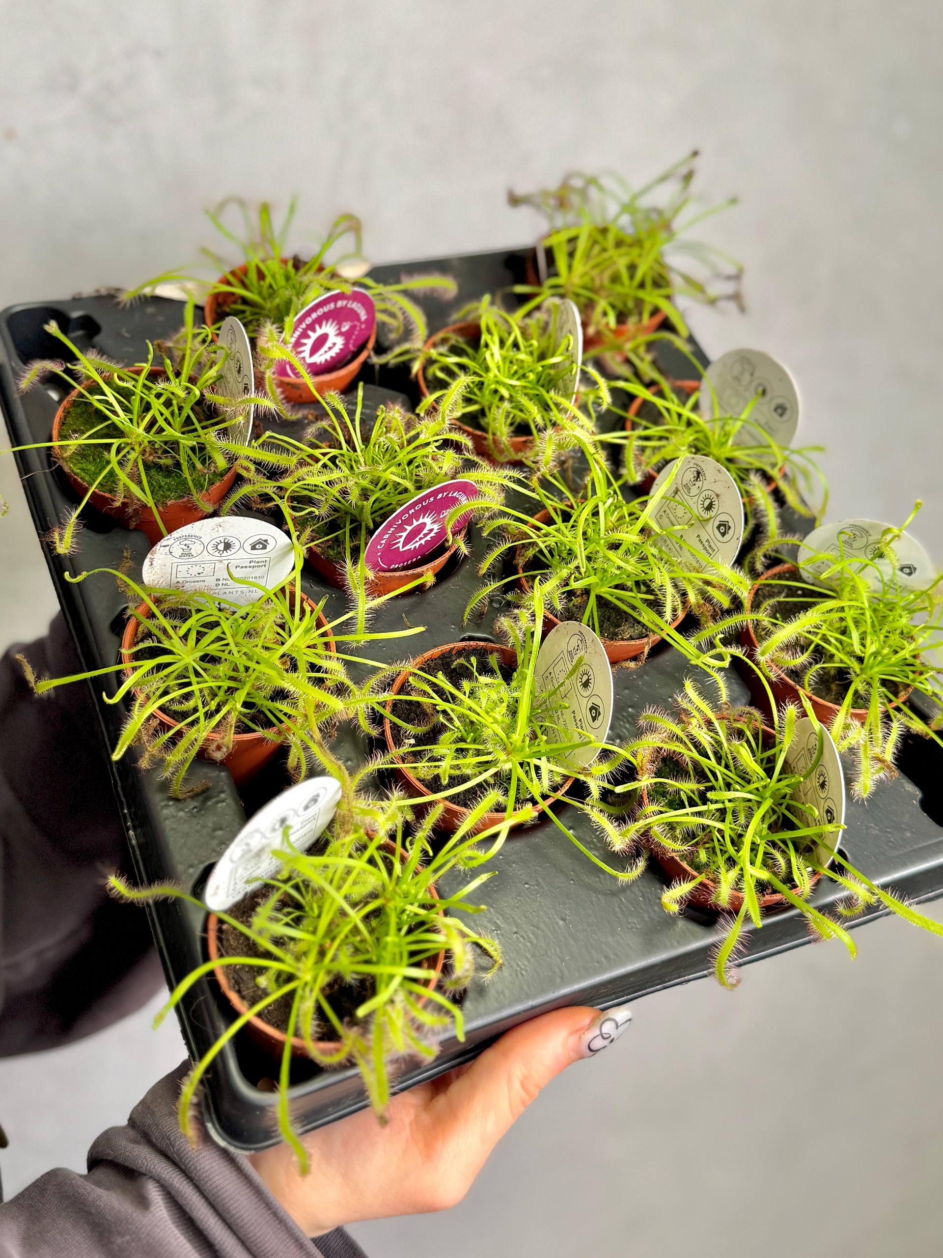 Росянка Альба (Drosera Alba) росток D5см