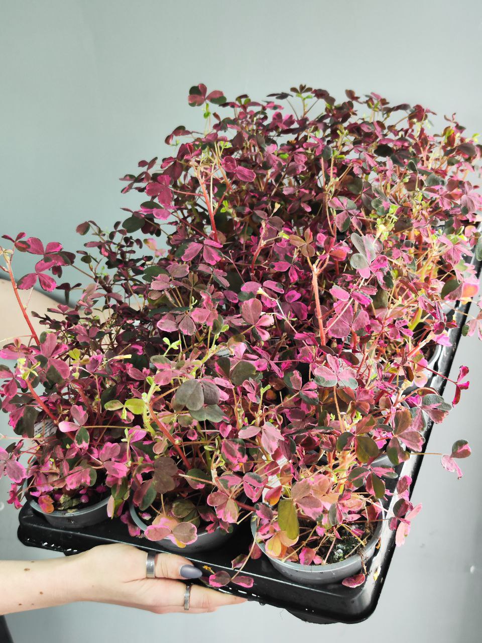 Оксалис Крейзи Плам, Кислица (Oxalis Crazy Plum) D10см