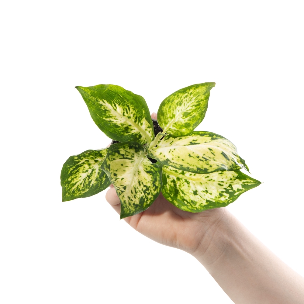 Диффенбахия Макулата Ами (Dieffenbachia Maculata Amy) D6см