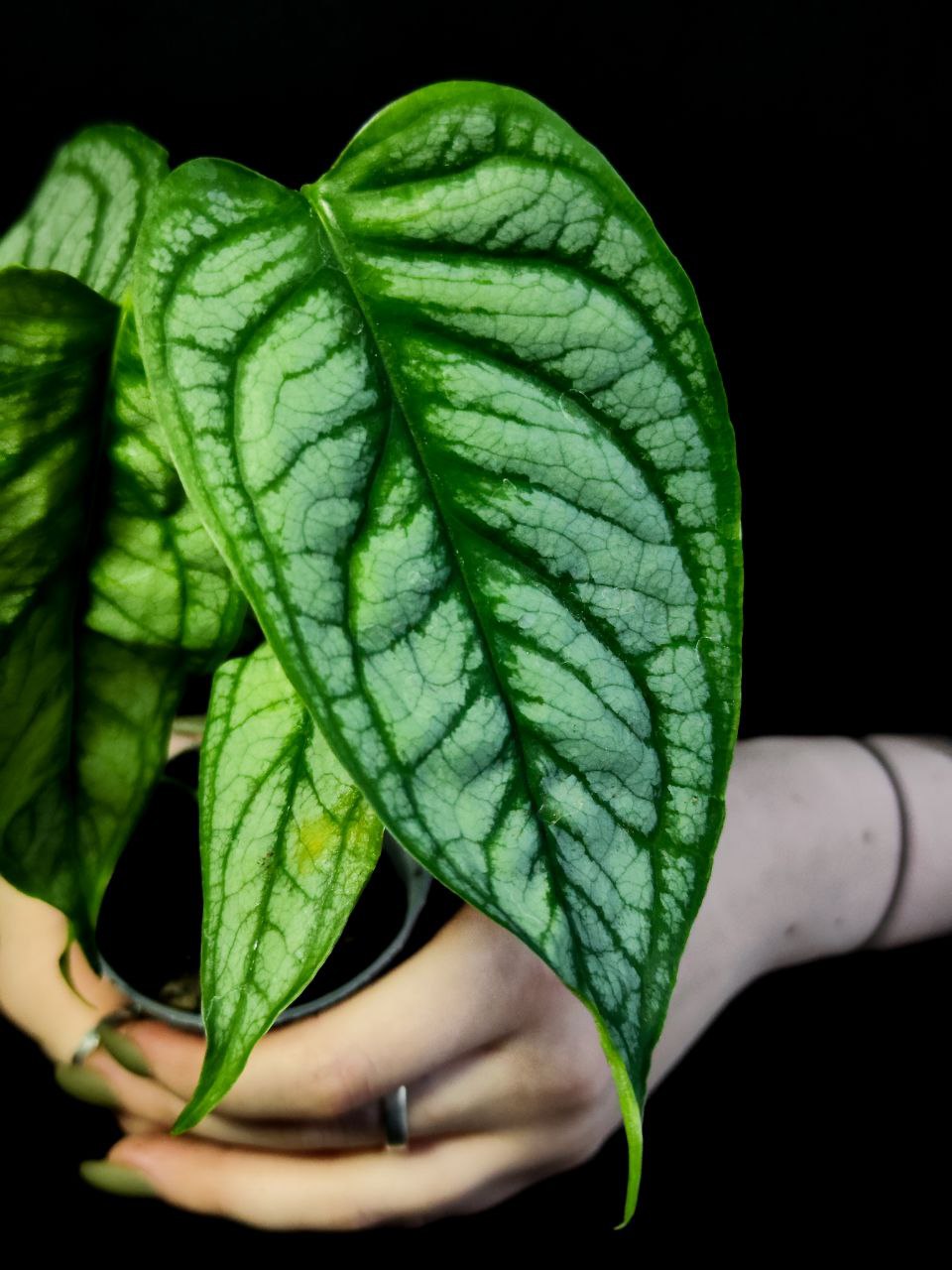 Монстера Сильтепекана, или Монстера Сальвадор (Monstera Silte pe Can) D6см