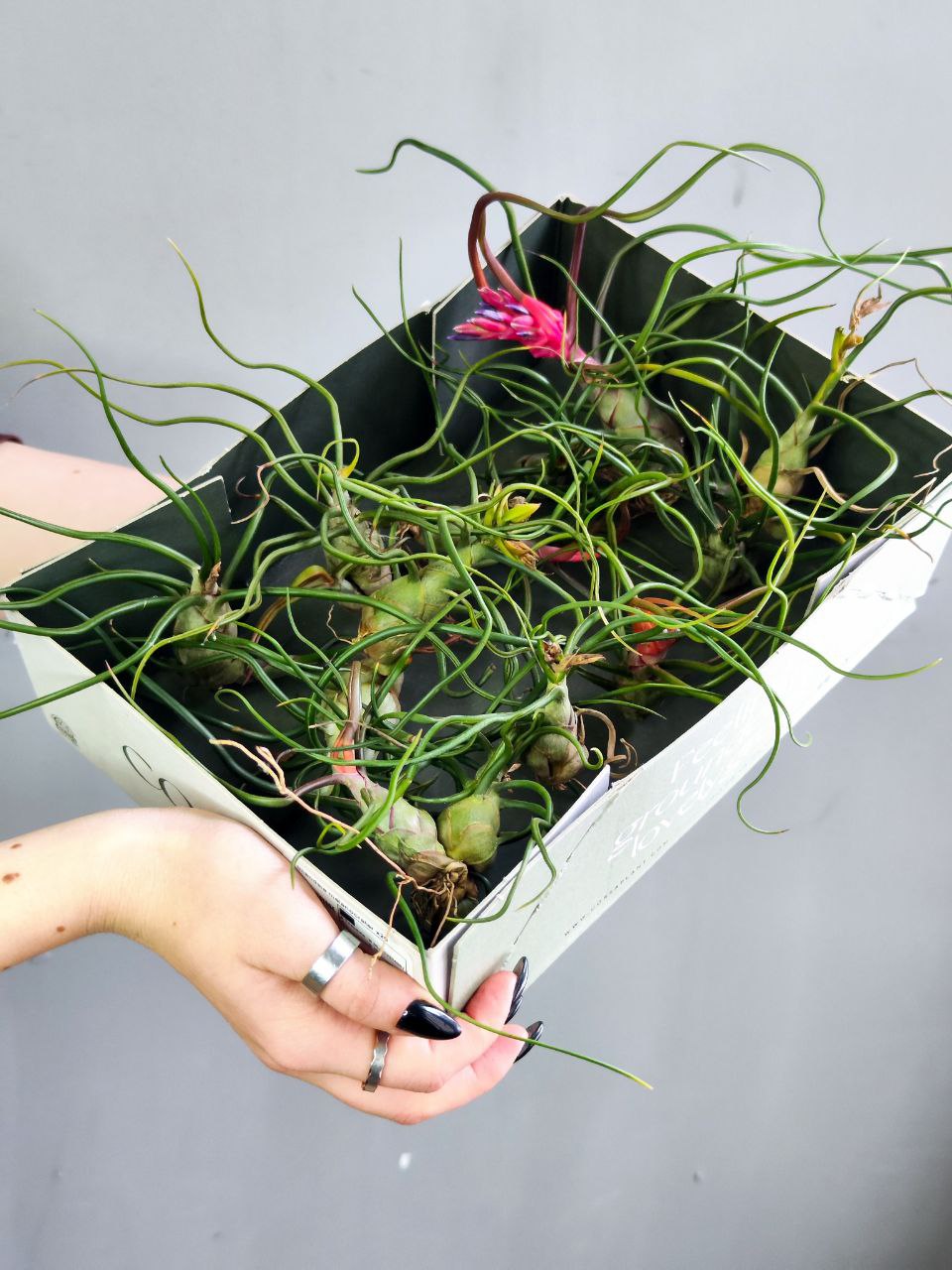 Тилландсия Бульбовидная (Tillandsia Bulbosa) XL