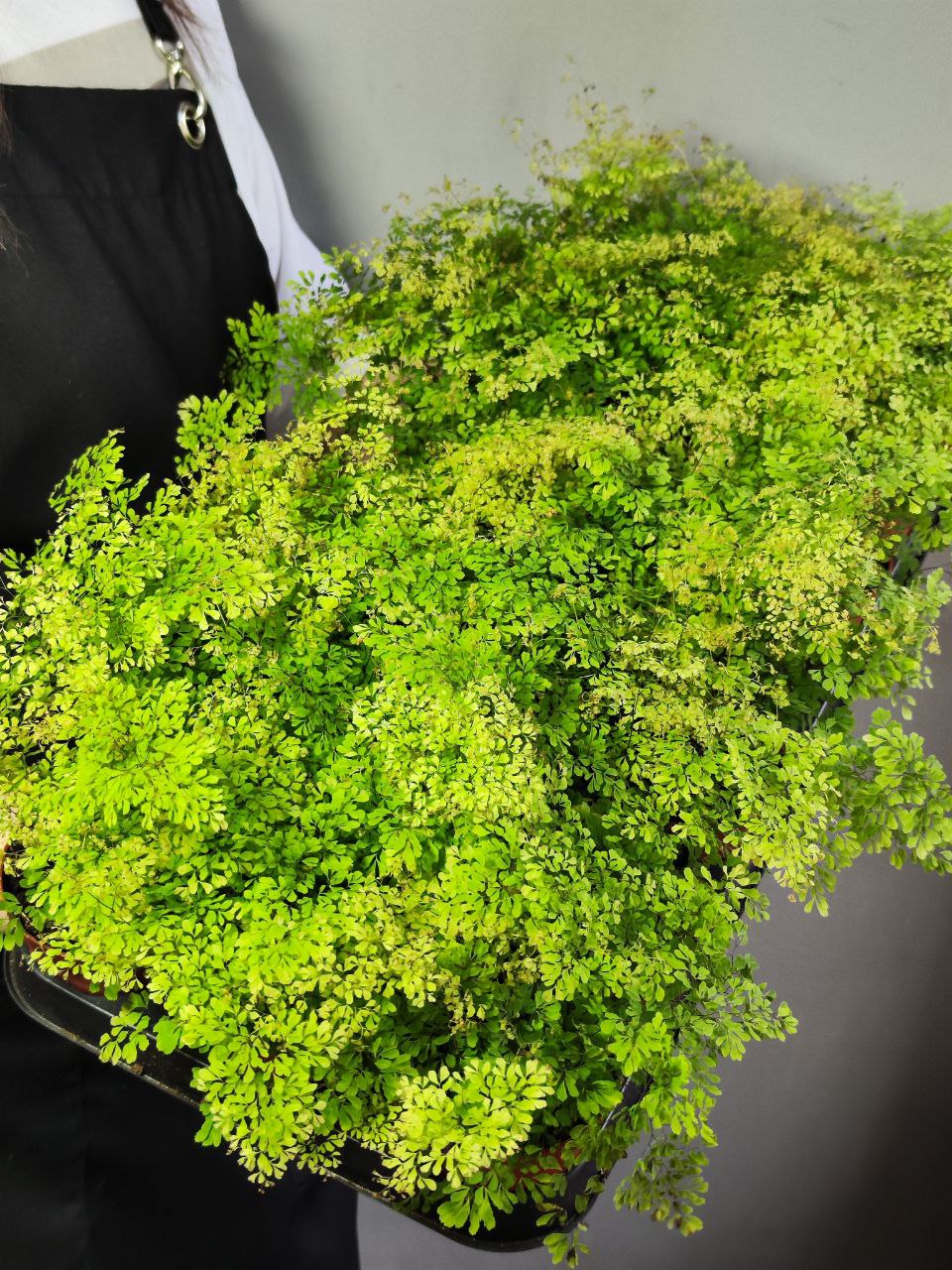 Папоротник Адиантум Микрофилум (Adiantum Microphyllum) D8,5см